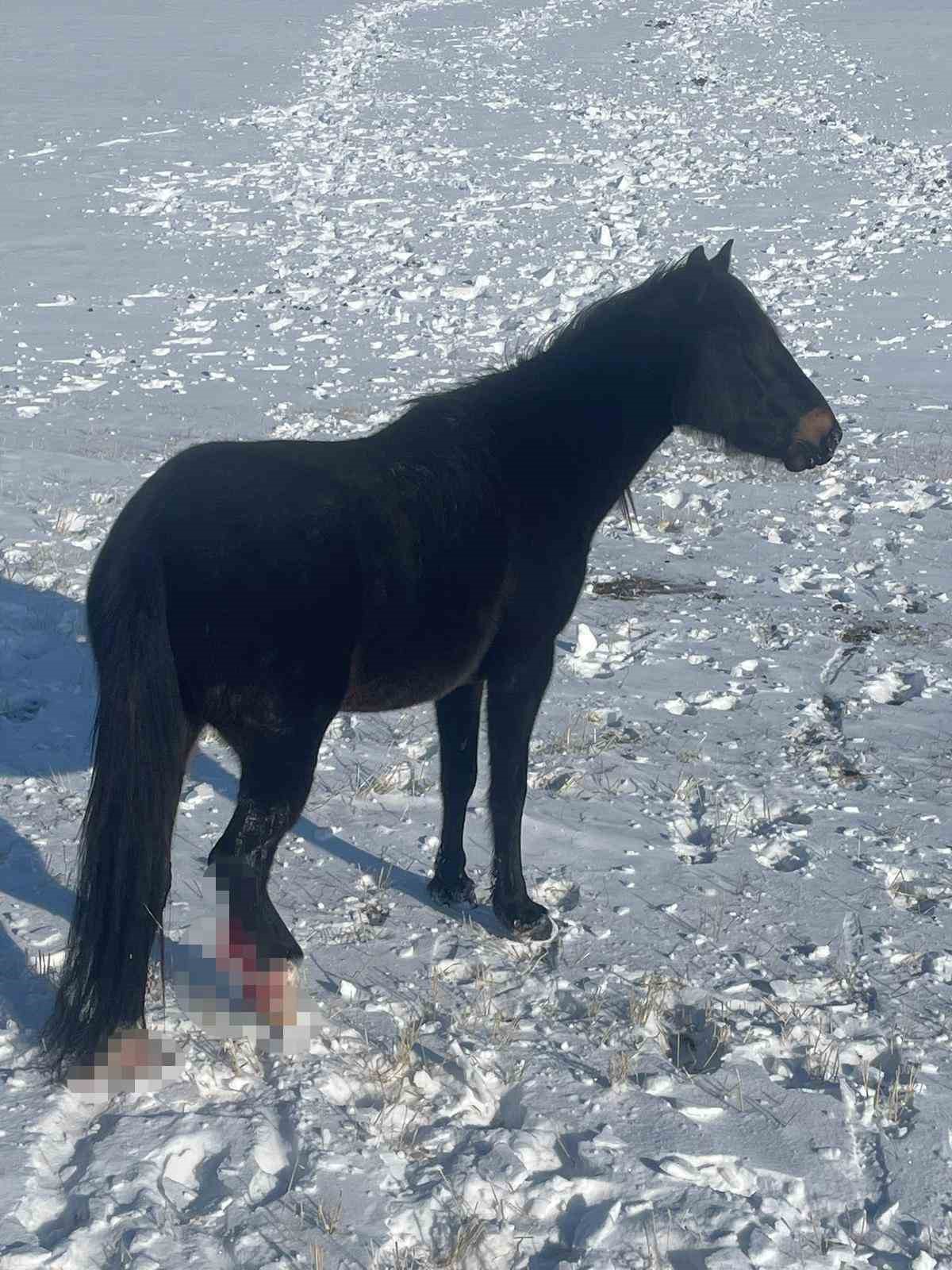 karsta 15 ati ayaklarindan vurdular 2 qBqJUDar