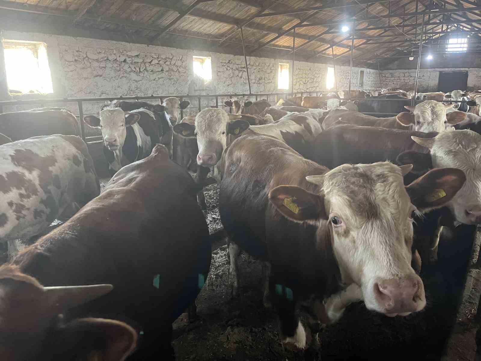 karsta 600 kiloluk boga alici cikmazsa istanbul yolcusu 4 ppAQSRKb