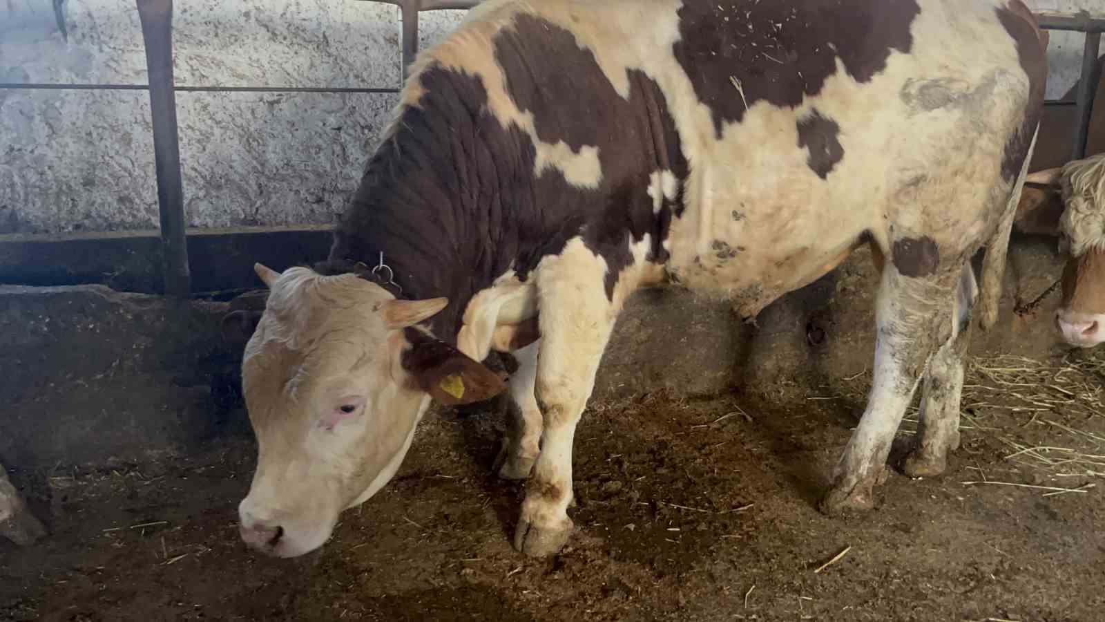 karsta 600 kiloluk boga gorenlerin ilgisini cekiyor 0 3MiywOG1