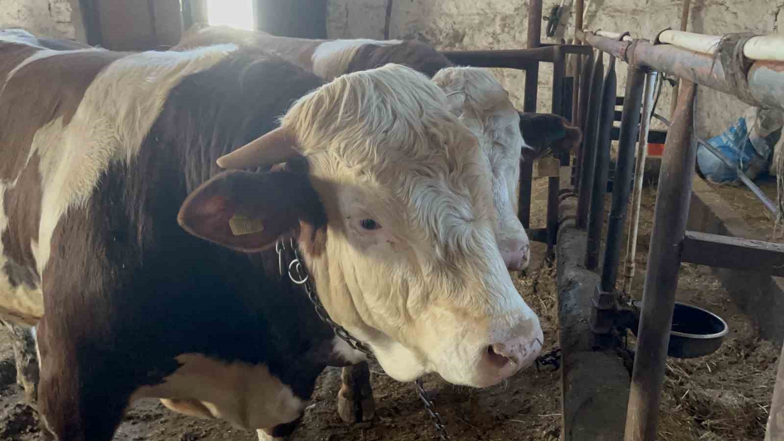 karsta 600 kiloluk boga gorenlerin ilgisini cekiyor 1 f1vTUFBa
