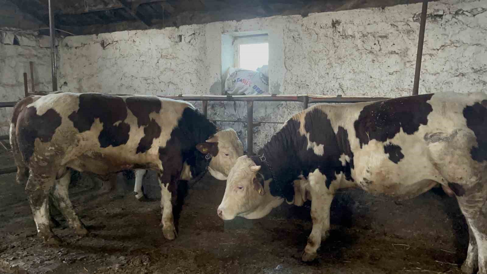 karsta 600 kiloluk boga gorenlerin ilgisini cekiyor 2 IFaKmJGz