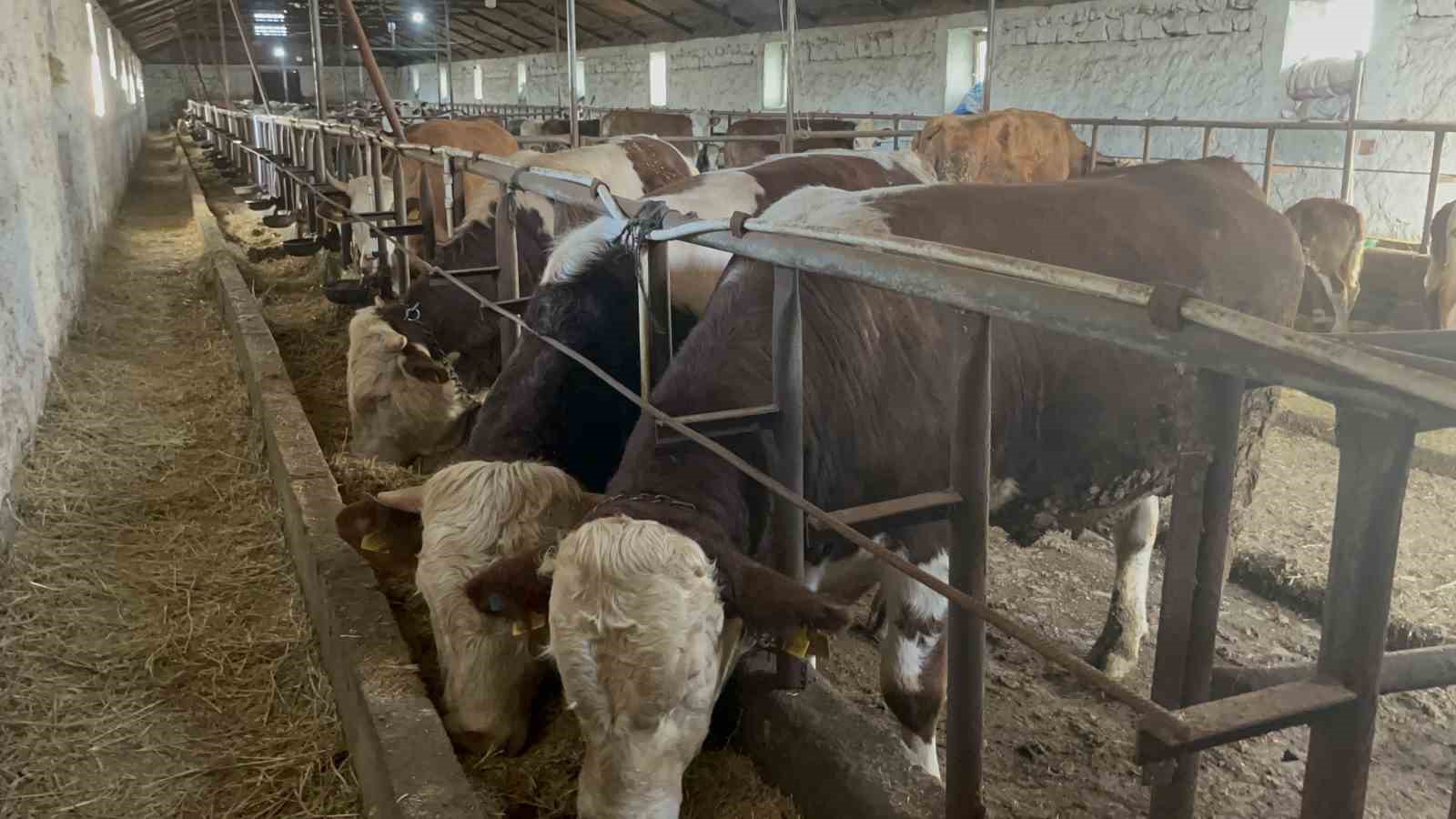 karsta 600 kiloluk boga gorenlerin ilgisini cekiyor 3 CKMEXu83