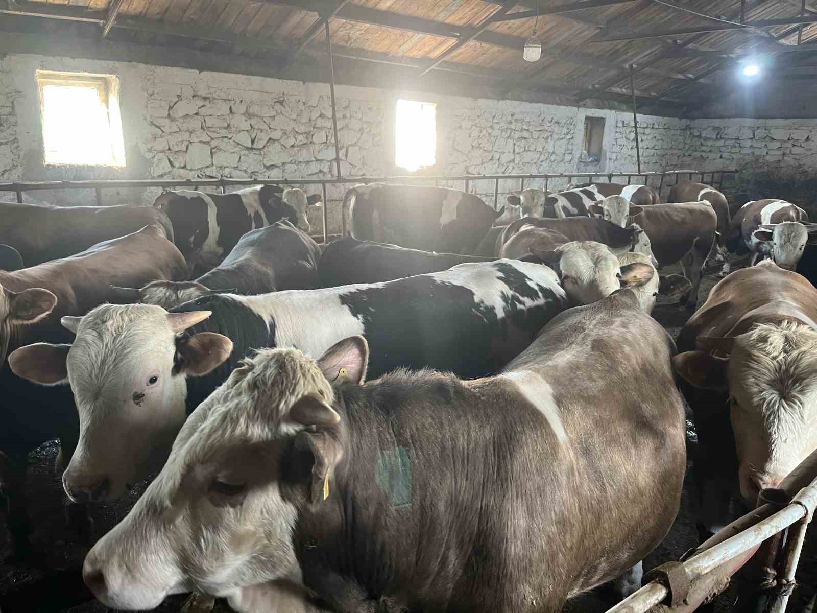 karsta 600 kiloluk boga gorenlerin ilgisini cekiyor 5 3kuisufw