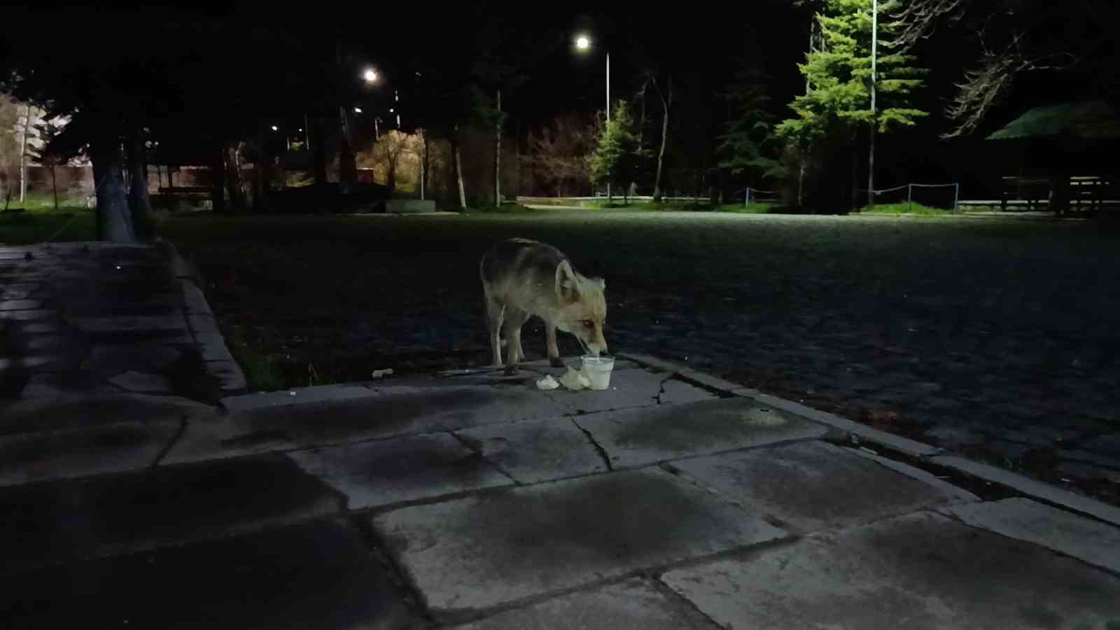 karsta ac kalan kizil tilki kent merkezine indi 4 3MYGUgMR