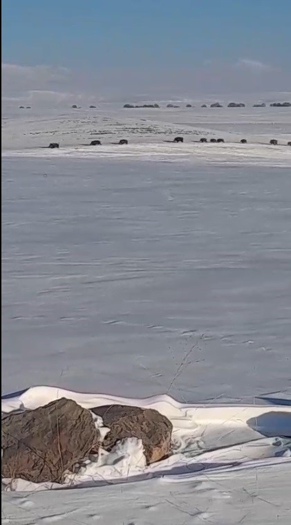 karsta ac kalan yaban domuzlari yerlesim yerlerine indi 1