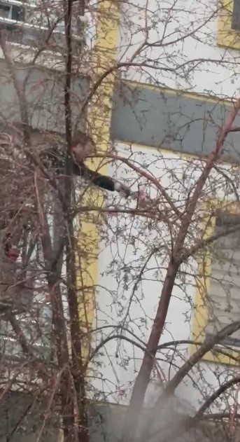 karsta agacta mahsur kalan guvercini itfaiye ekipleri kurtardi 0 qvyQ65BR