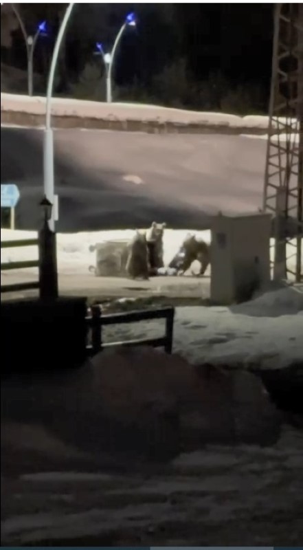 karsta anne ayi ve yavrularinin cop konteyniri mesaisi kamerada 2