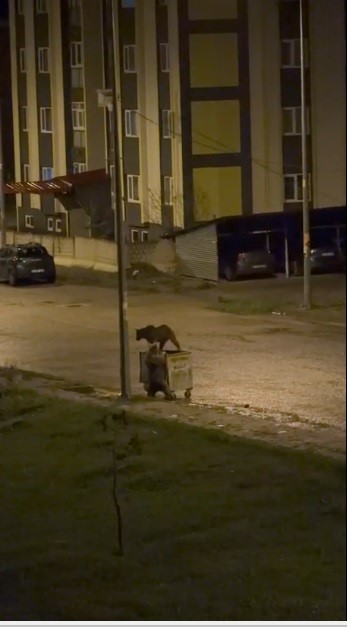 karsta ayilarin gorev paylasimi biri yedi digeri nobet tuttu 0 CsLlAmI5