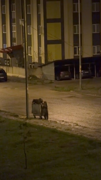 karsta ayilarin gorev paylasimi biri yedi digeri nobet tuttu 2