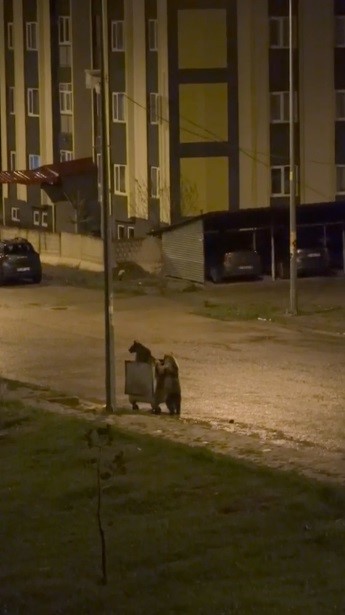 karsta ayilarin gorev paylasimi biri yedi digeri nobet tuttu 3 aBKe98Wq