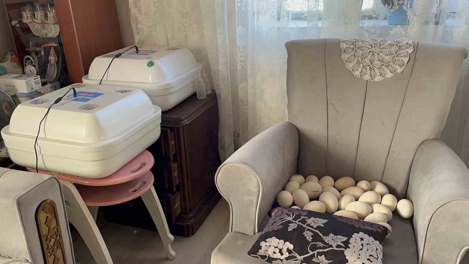 Kars’ta kazlar kuluçkada, köylerde seferberlik başladı 7 karsta kazlar kuluckada koylerde seferberlik basladi 3 lHRzBH8w