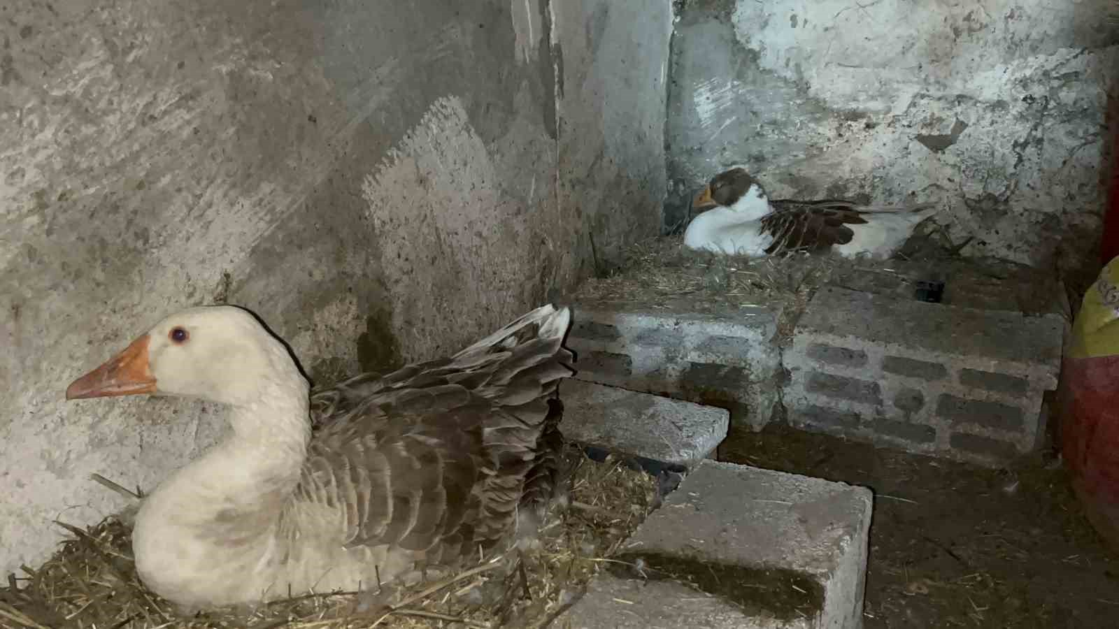 Kars’ta kazlar kuluçkada, köylerde seferberlik başladı 9 karsta kazlar kuluckada koylerde seferberlik basladi 5