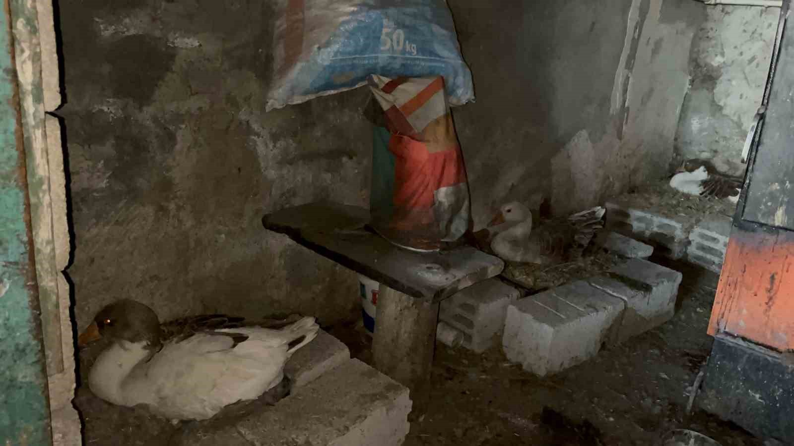 Kars’ta kazlar kuluçkada, köylerde seferberlik başladı 10 karsta kazlar kuluckada koylerde seferberlik basladi 6