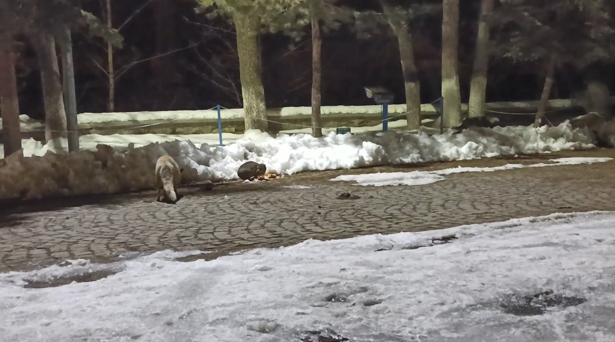 karsta kedi ile tilkinin ilginc karsilasmasi kamerada 0