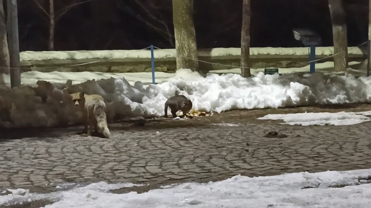 karsta kedi ile tilkinin ilginc karsilasmasi kamerada 1 ThW23ETd