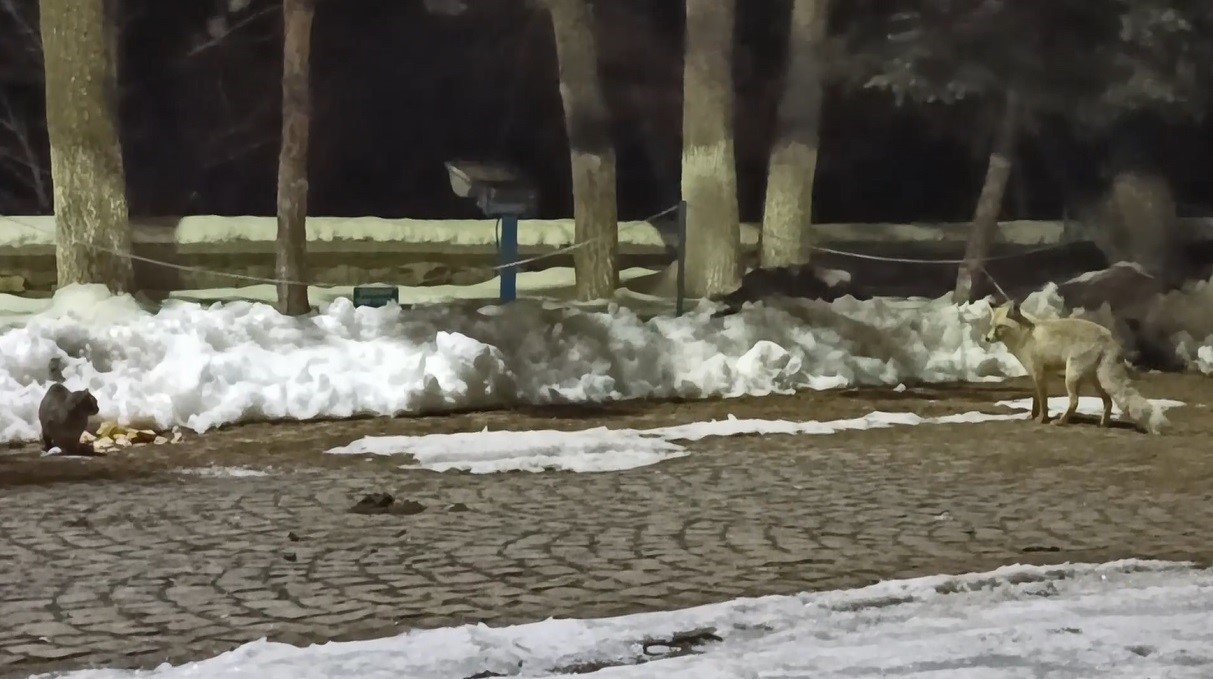 karsta kedi ile tilkinin ilginc karsilasmasi kamerada 3 nQMkAuyK
