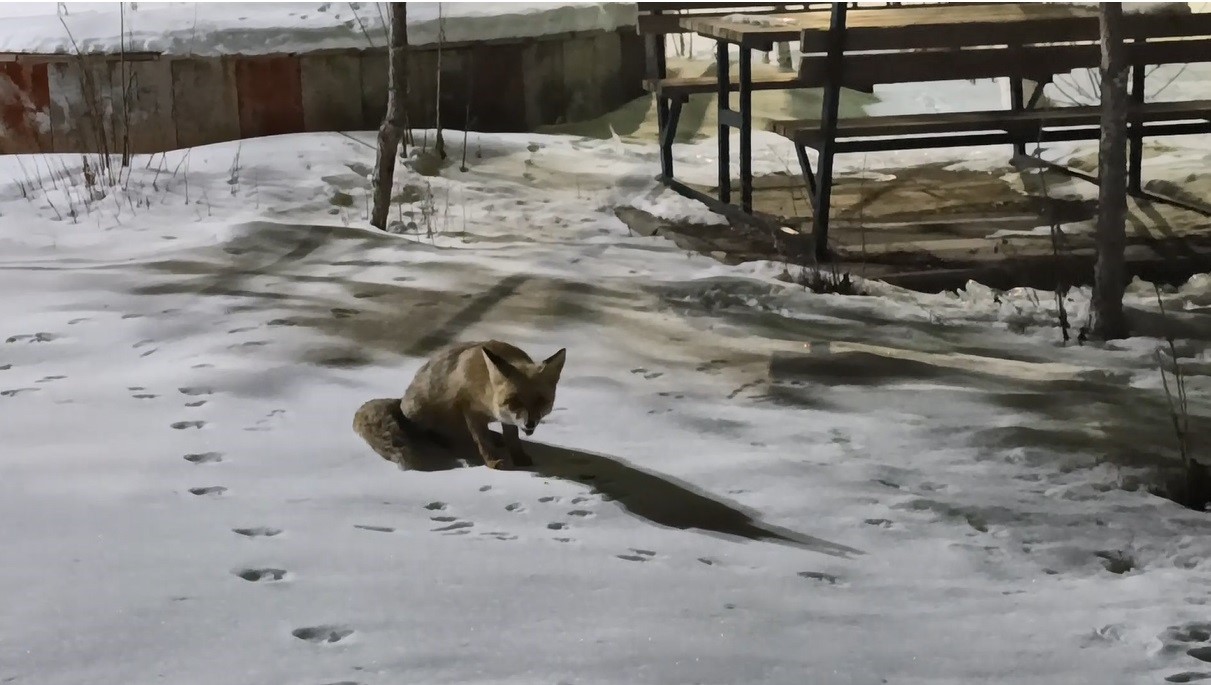 karsta kedi ile tilkinin ilginc karsilasmasi kamerada 4