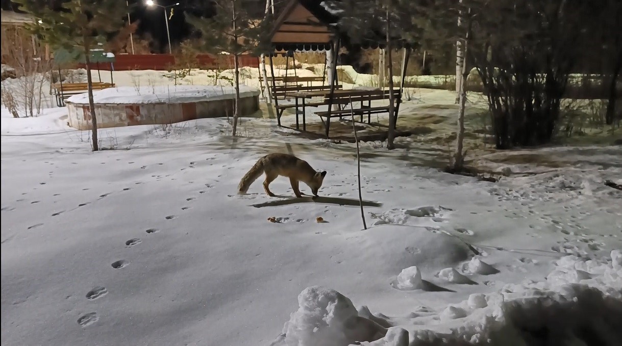 karsta kedi ile tilkinin ilginc karsilasmasi kamerada 5 gtHJKtel