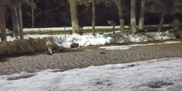 karsta-kedi-ile-tilkinin-ilginc-karsilasmasi-kamerada-jz4Xc3aj.jpg