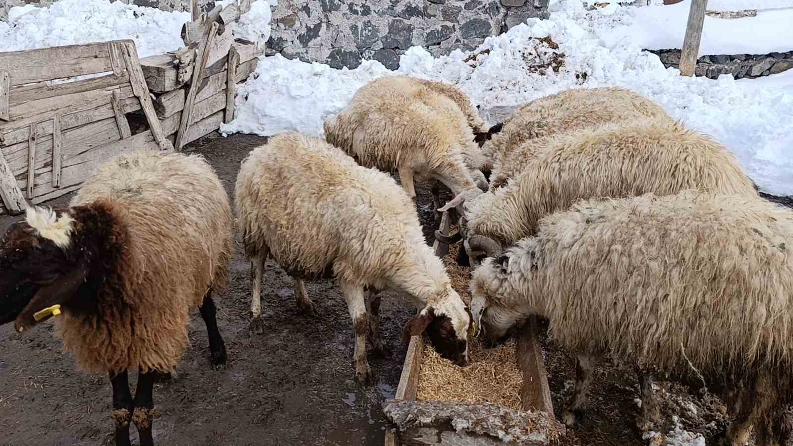 karsta koylerde ahirlar icin seferberlik 2 1jrQPjSZ