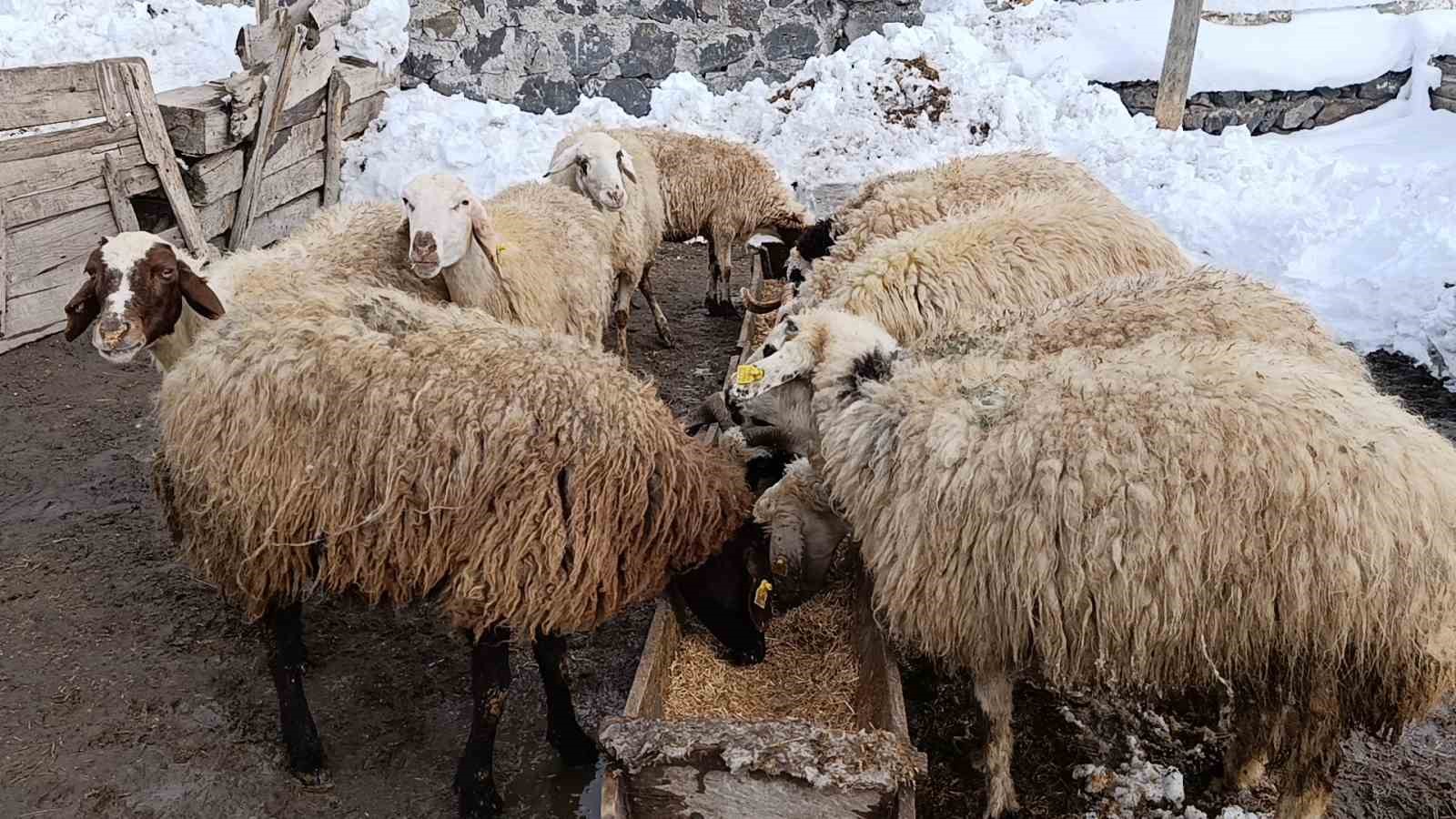 karsta koylerde ahirlar icin seferberlik 3