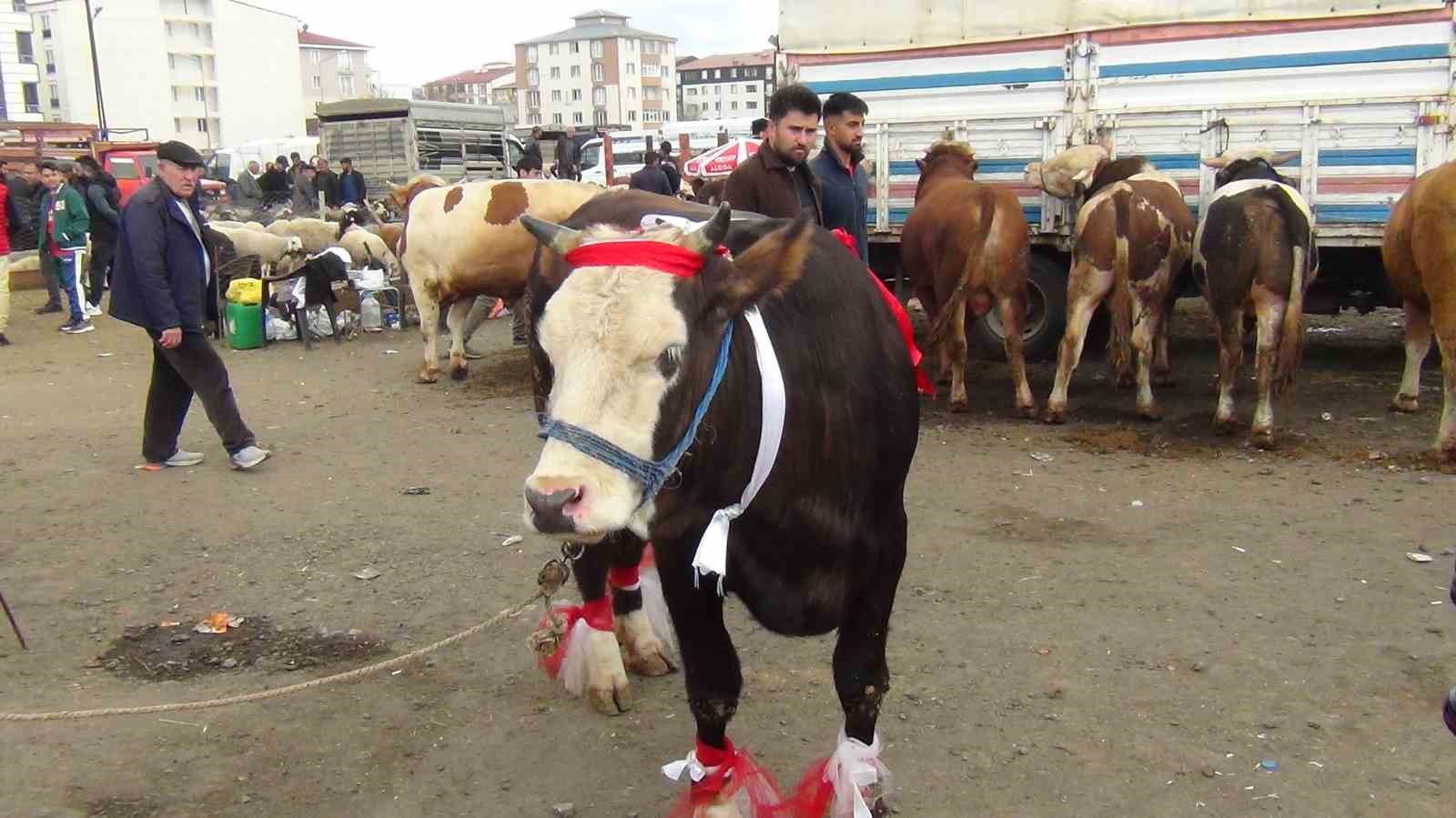 Kars’ta kurban pazarı hareketlendi: 700 kiloluk süslenmiş düve ilgi odağı oldu 4 karsta kurban pazari hareketlendi 700 kiloluk suslenmis duve ilgi odagi oldu 0 dfjWFy66