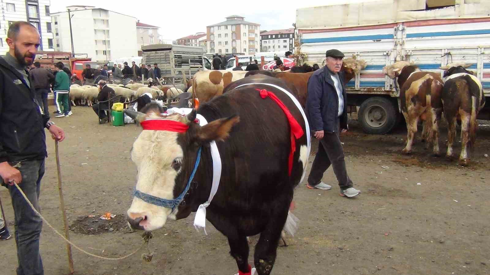 Kars’ta kurban pazarı hareketlendi: 700 kiloluk süslenmiş düve ilgi odağı oldu 5 karsta kurban pazari hareketlendi 700 kiloluk suslenmis duve ilgi odagi oldu 1 pU3mcgcp