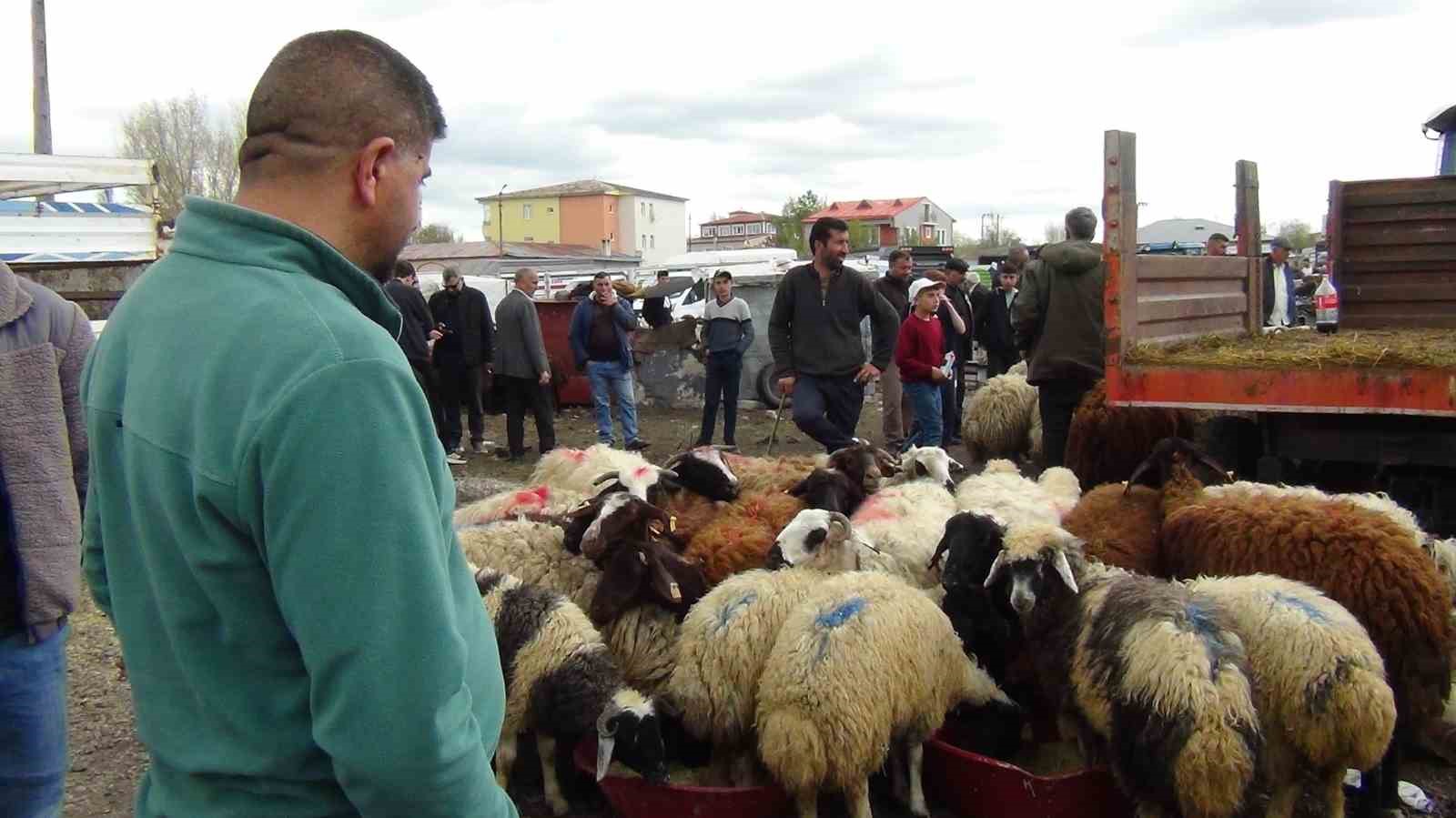 Kars’ta kurban pazarı hareketlendi: 700 kiloluk süslenmiş düve ilgi odağı oldu 6 karsta kurban pazari hareketlendi 700 kiloluk suslenmis duve ilgi odagi oldu 2 jjSWdgSB