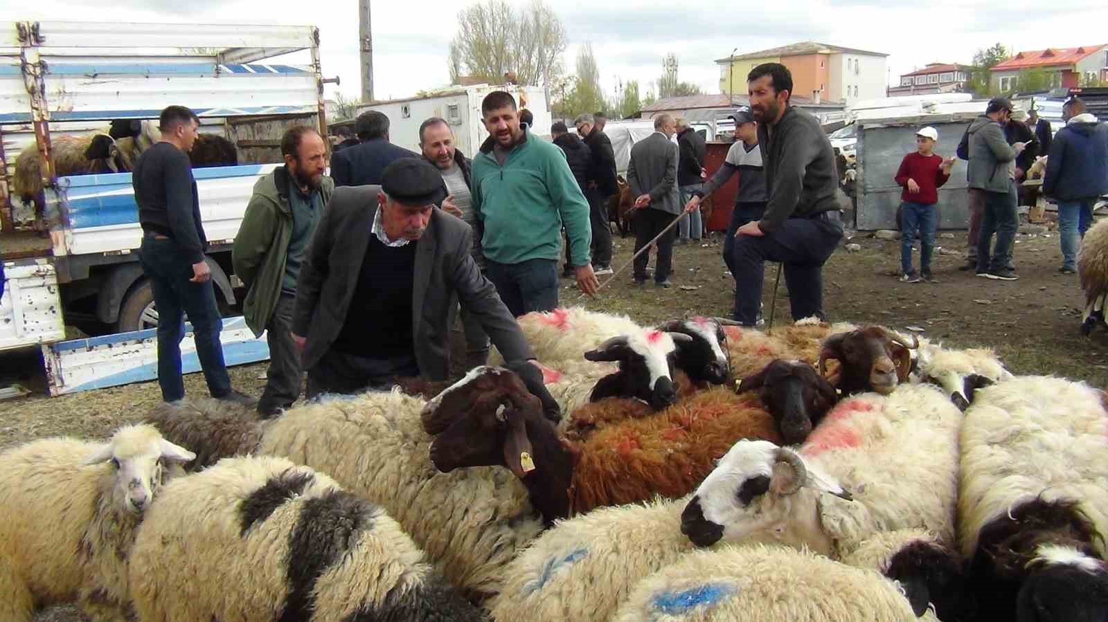 Kars’ta kurban pazarı hareketlendi: 700 kiloluk süslenmiş düve ilgi odağı oldu 8 karsta kurban pazari hareketlendi 700 kiloluk suslenmis duve ilgi odagi oldu 4 tWhXqnna