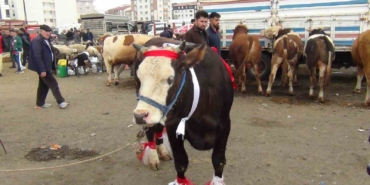 karsta-kurban-pazari-hareketlendi-700-kiloluk-suslenmis-duve-ilgi-odagi-oldu-pyXWDWyE.jpg