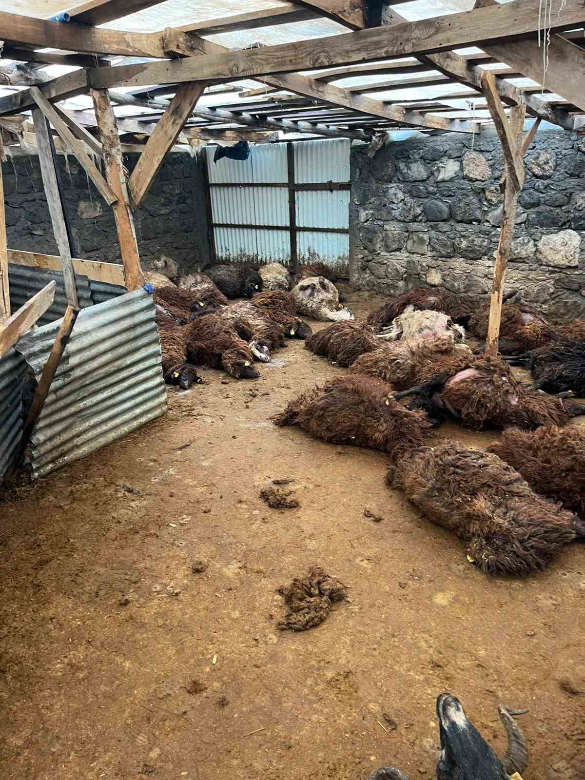 karsta kurt dehseti ac kurtlar 130 koyunu telef etti 1 lm6ctzae