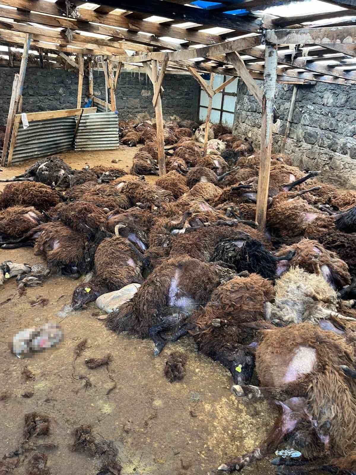 karsta kurt dehseti ac kurtlar 130 koyunu telef etti 2 NhEPPP4u