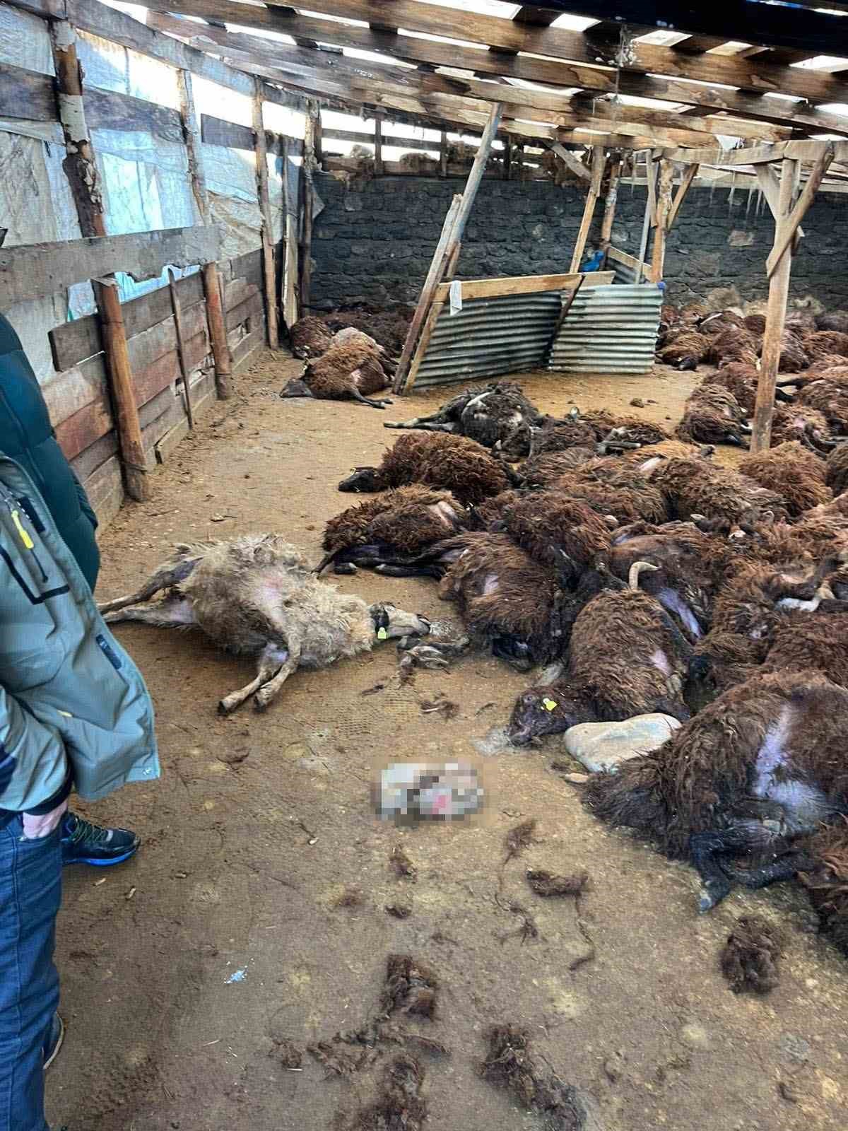 karsta kurt dehseti ac kurtlar 130 koyunu telef etti 3