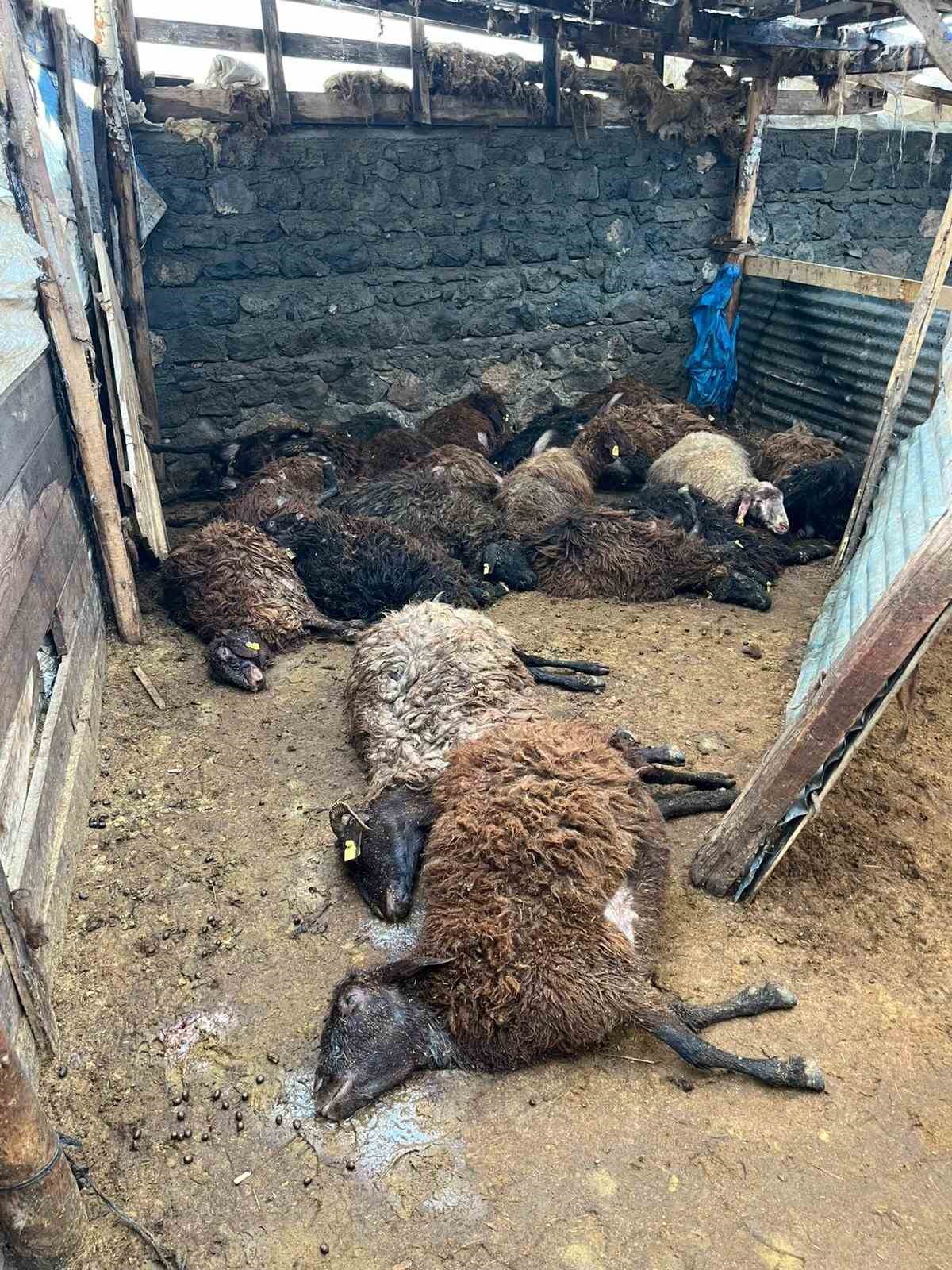 karsta kurt dehseti ac kurtlar 130 koyunu telef etti 4 1q74IeWR