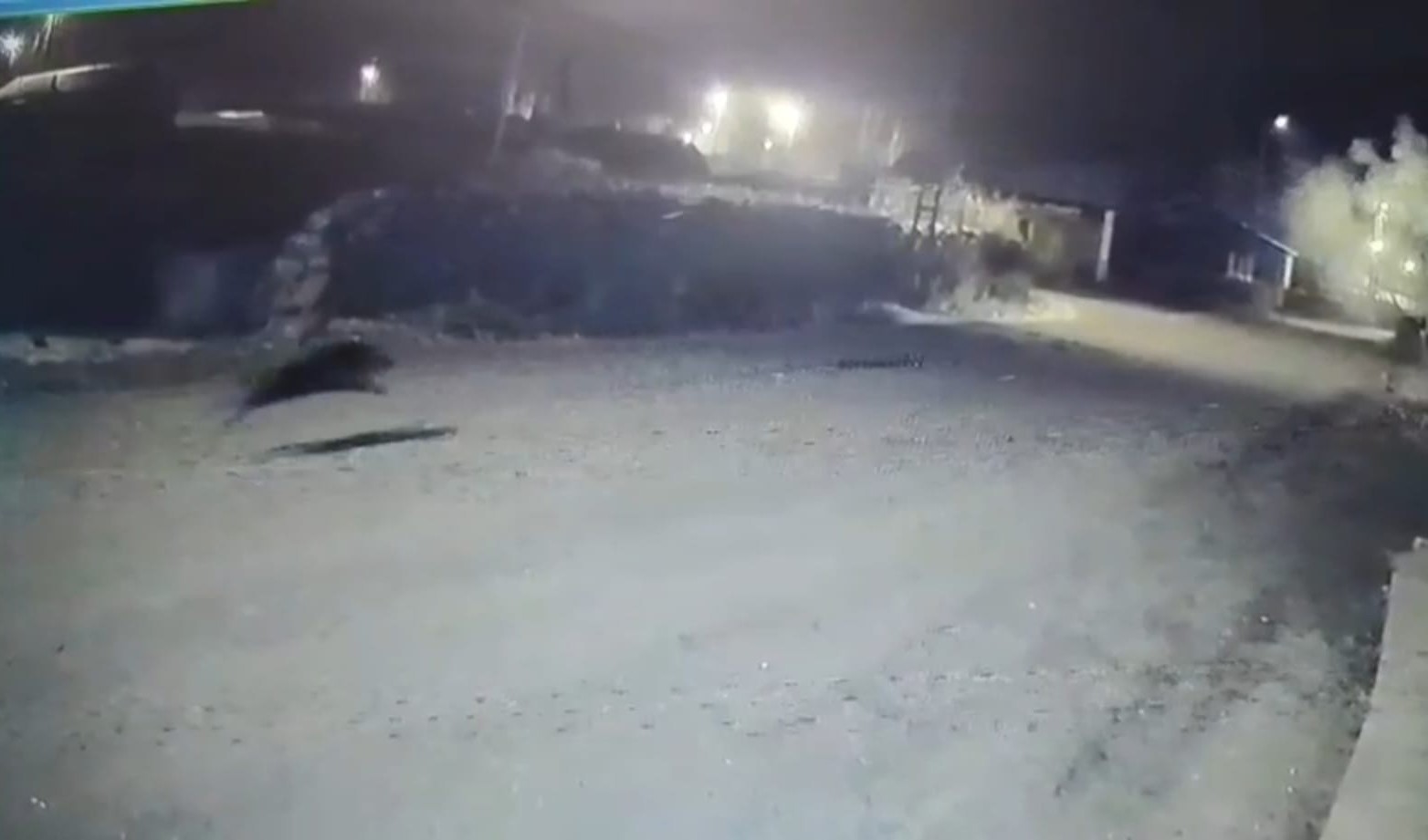 karsta kurtlar tilkiyi kopekler kurtlari kovaladi 1 PMaZ7SUu