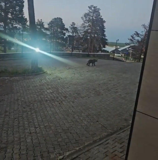 Kars’ta oteller bölgesine inen boz ayıyla vatandaşın diyaloğu gülümsetti 4 karsta oteller bolgesine inen boz ayiyla vatandasin diyalogu gulumsetti 0 NqCqPUPu