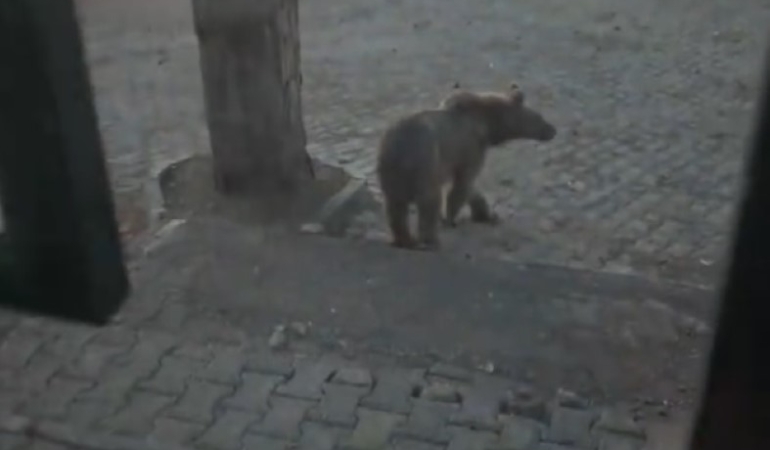 karsta-oteller-bolgesine-inen-boz-ayiyla-vatandasin-diyalogu-gulumsetti-vjUNXgOS.jpg
