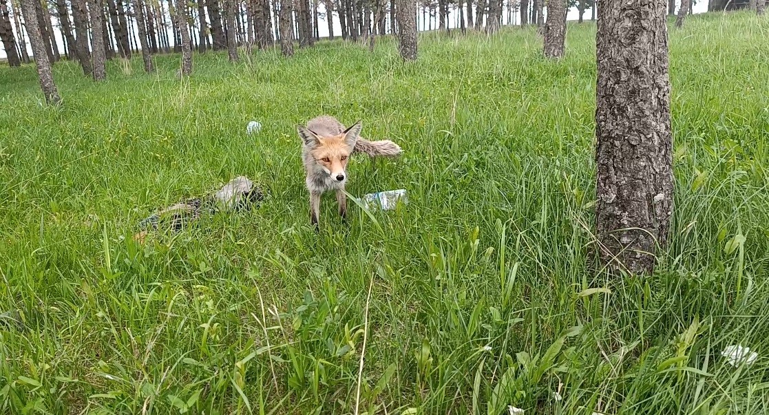 karsta piknikcilerin gozdesi tilki dalton kamerada 3 XD1ra3hu