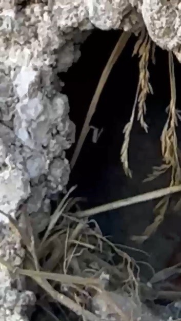 Kars’ta sıva altından gelen ses hayat kurtardı: Usta duvarı kırıp kuş yavrularını kurtardı 5 karsta siva altindan gelen ses hayat kurtardi usta duvari kirip kus yavrularini kurtardi 1 EEwJ8RCh