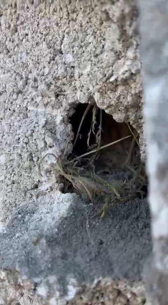 Kars’ta sıva altından gelen ses hayat kurtardı: Usta duvarı kırıp kuş yavrularını kurtardı 6 karsta siva altindan gelen ses hayat kurtardi usta duvari kirip kus yavrularini kurtardi 2 nDYV3VmW
