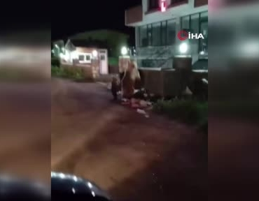 karsta-vatandas-yiyecek-arayan-ayilara-turku-soyledi-Yqi4gzBp.jpg