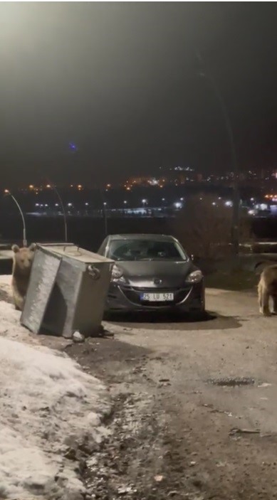 karsta yerlesim bolgesine inen bozayilar copte yiyecek ararken goruntulendi 1