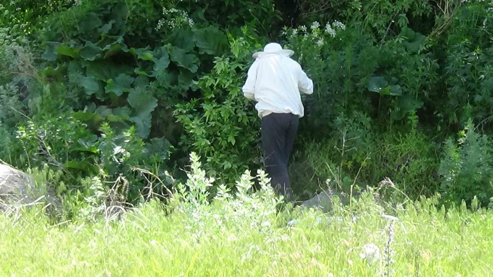 karsta yuzlerce ari agaci sardi o anlar kameraya yansidi 2 Ercwc9jw