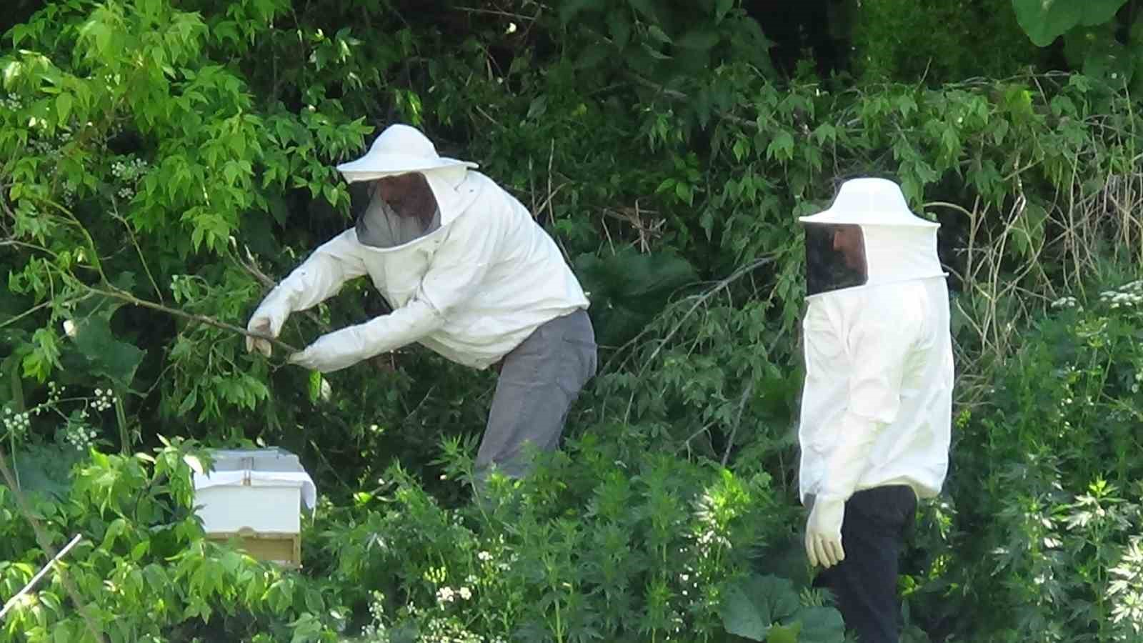 karsta yuzlerce ari agaci sardi o anlar kameraya yansidi 3 Ht8y4STL