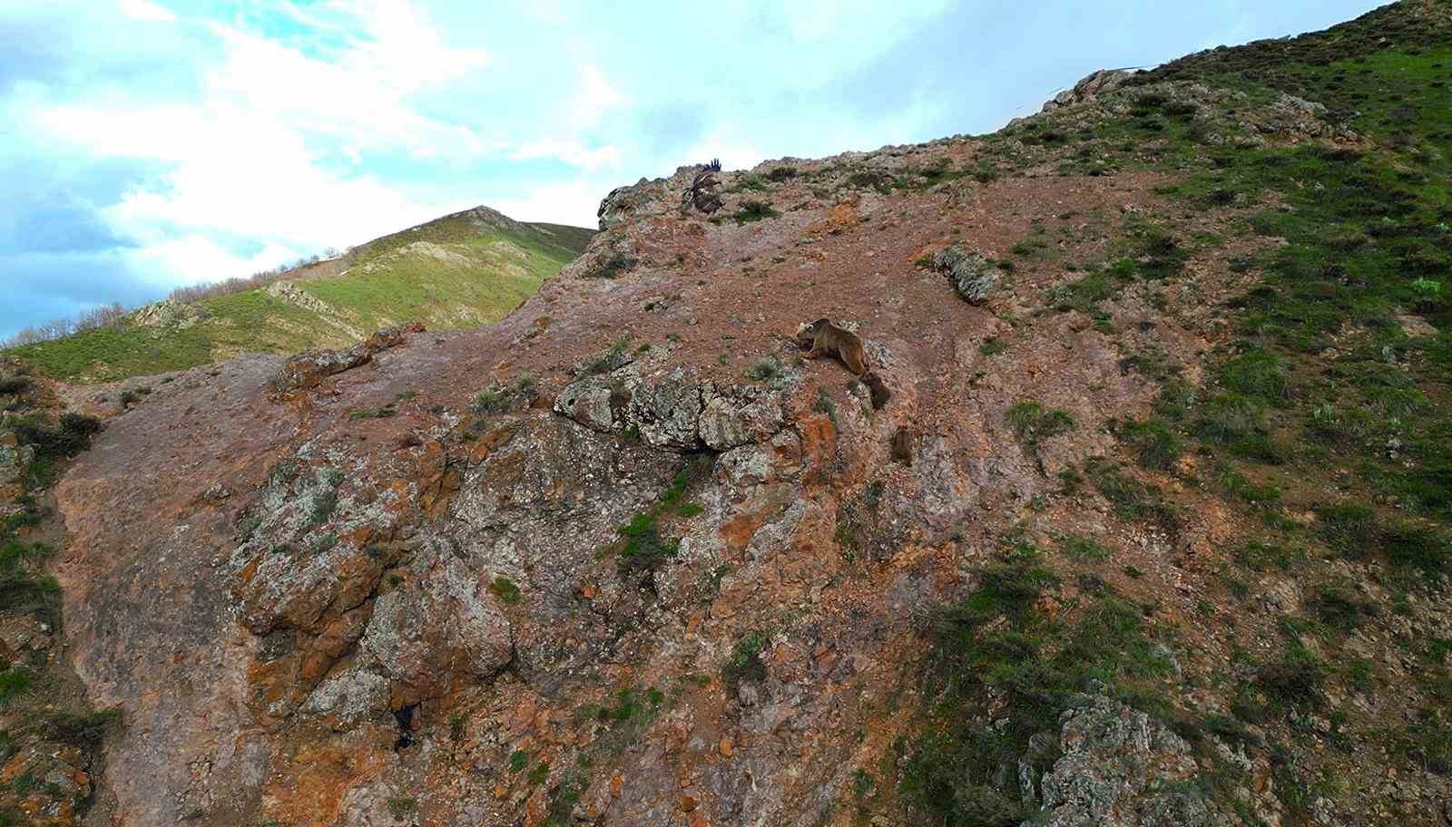 kartal ayi yavrularina saldirmaya calisti o anlar dron ile goruntulendi 1 5BtypH3n