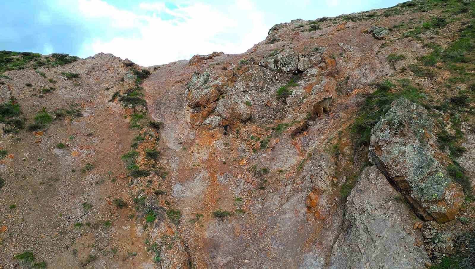 kartal ayi yavrularina saldirmaya calisti o anlar dron ile goruntulendi 2 ghQDfLgV