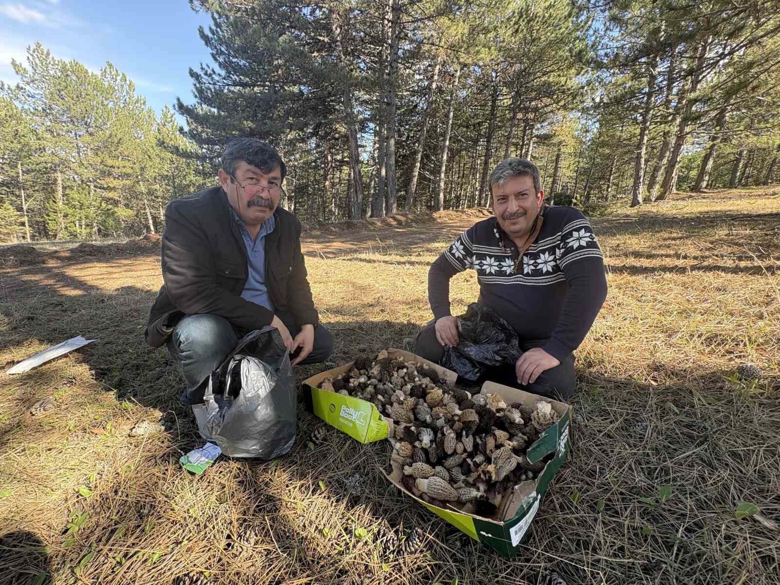 Kastamonu ormanlarında kuzugöbeği mantarı bolluğu 4 kastamonu ormanlarinda kuzugobegi mantari bollugu 0 XDQjNWJ4