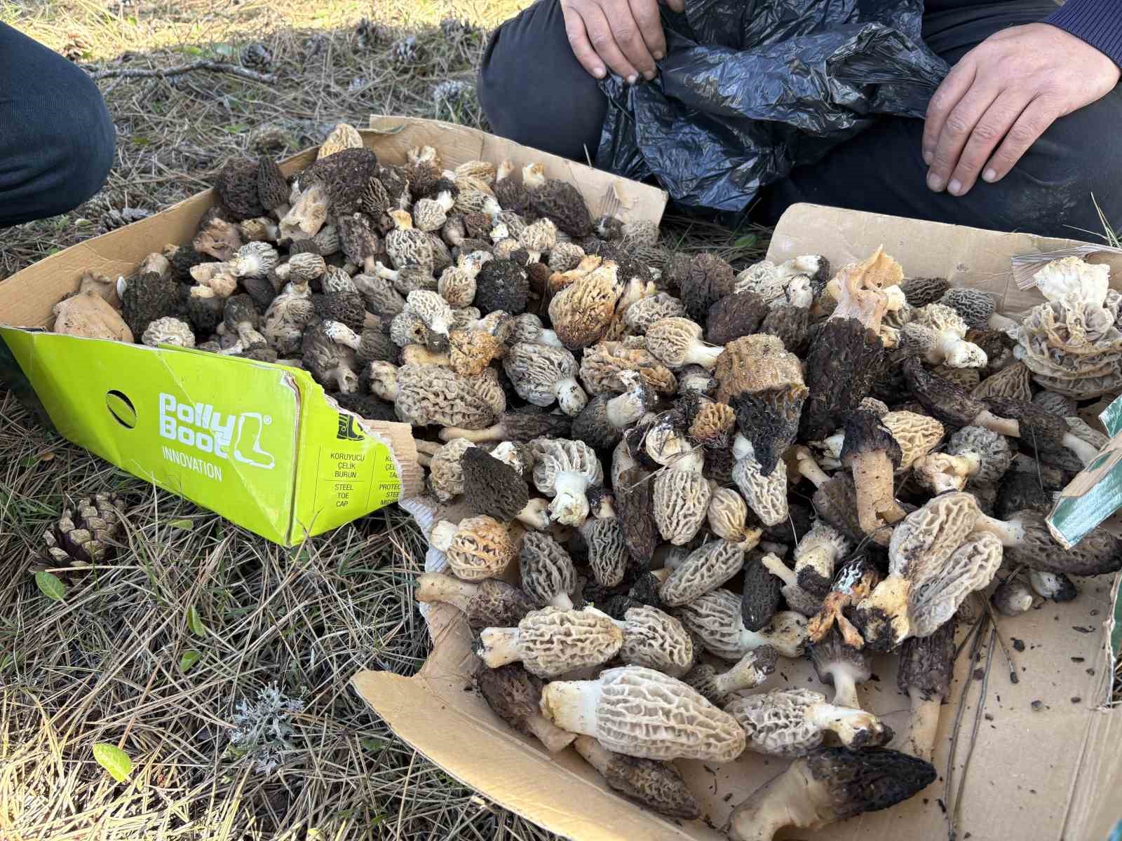 Kastamonu ormanlarında kuzugöbeği mantarı bolluğu 5 kastamonu ormanlarinda kuzugobegi mantari bollugu 1 e2N1EpPJ