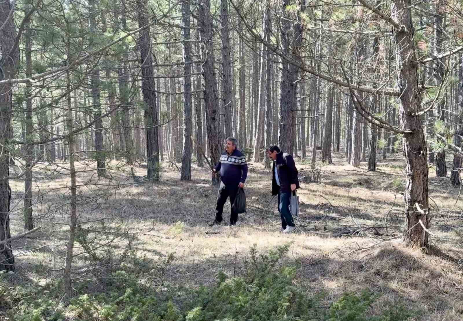 Kastamonu ormanlarında kuzugöbeği mantarı bolluğu 6 kastamonu ormanlarinda kuzugobegi mantari bollugu 2