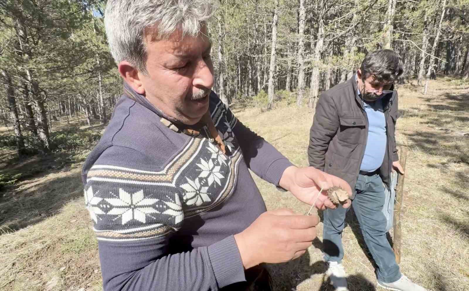 Kastamonu ormanlarında kuzugöbeği mantarı bolluğu 7 kastamonu ormanlarinda kuzugobegi mantari bollugu 3 KiJzUR8N